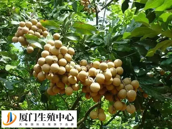 女人必吃的暖宫水果有哪些