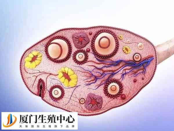 黄体期方案促排后需要冻胚