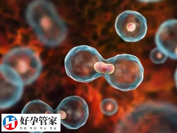 试管婴儿移植后能否吃火锅